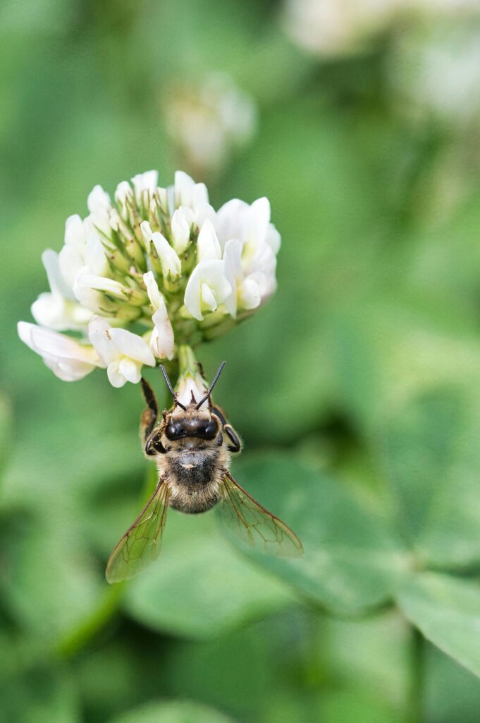 mehiläinen apilankukassa
